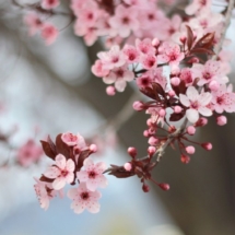 Spring-Blossoms-1024x512